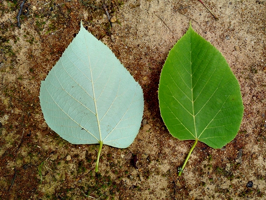 {Tilia heterophylla}